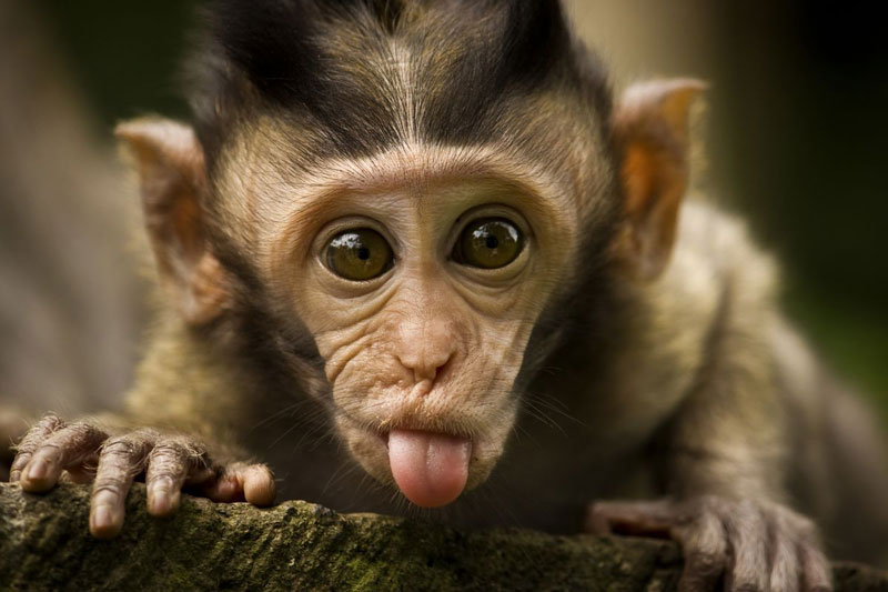 Little-Monkey-and-His-Tongue